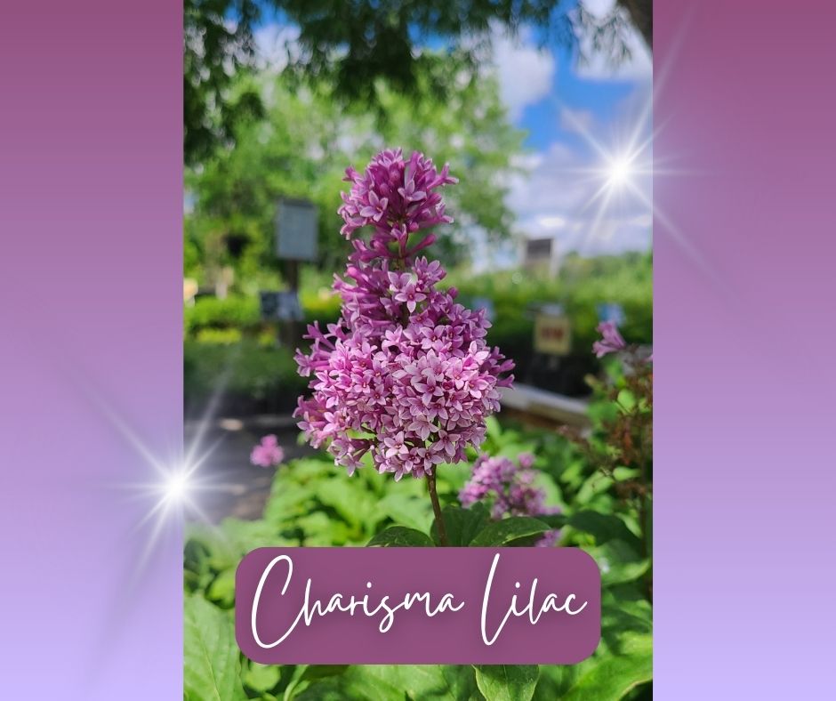 Charisma Lilac Blog Photo