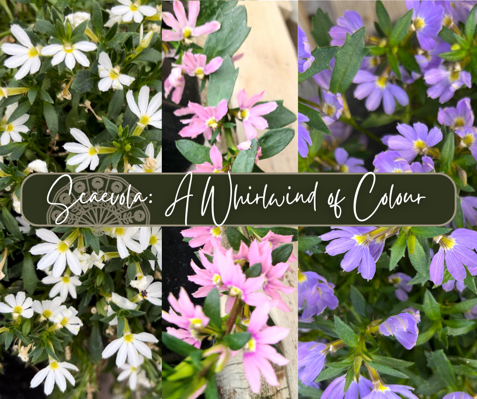 Scaevola A Whirlwind Of Colour Blog Photo