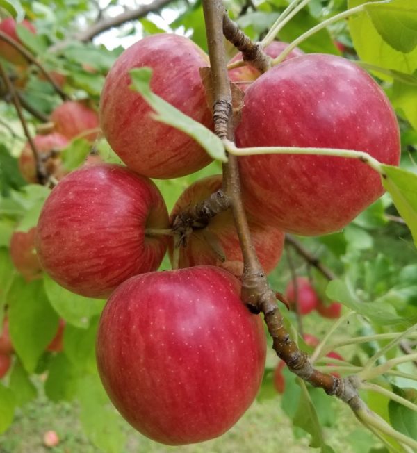 Apple September Ruby