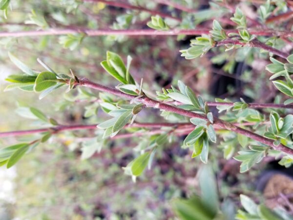 Arctic Willow (early Budding)