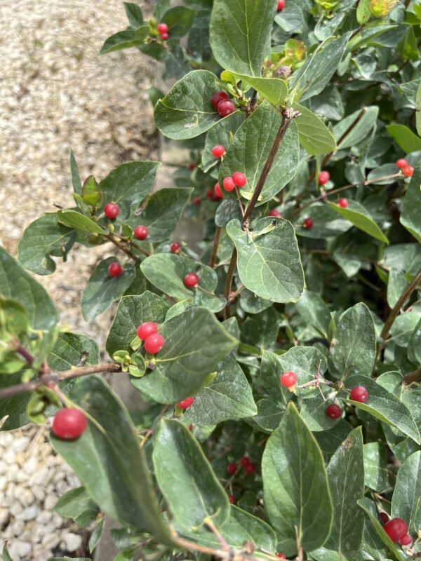 Arnold Red Honeysuckle (berries)
