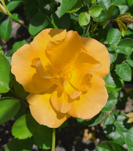 Bill Reid Rose Edited