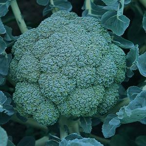 Broccoli Arcadia