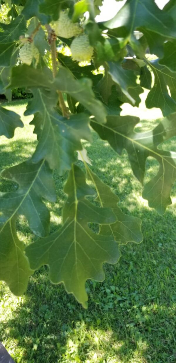 Burr Oak Foliage