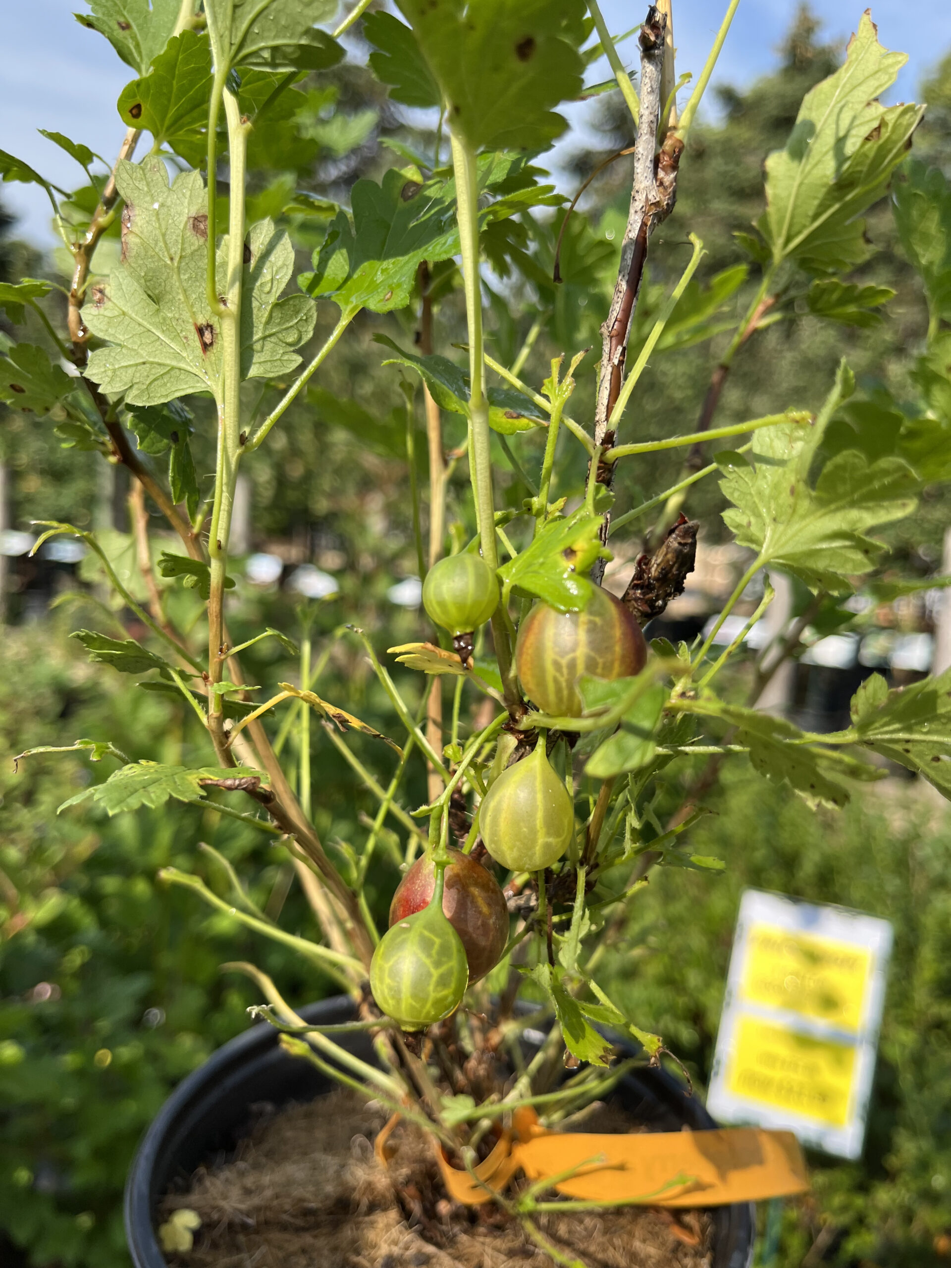 Captivator Gooseberry (fruit) (1)
