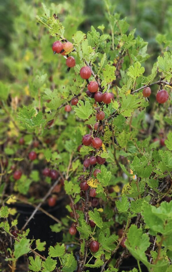Gooseberry, Captivator (Thornless) - Falk Nurseries