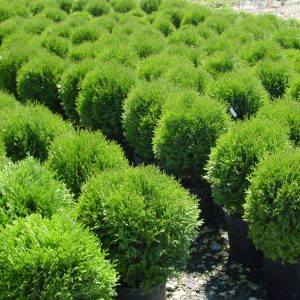 Cedar Little Giant Aubin Nurseries