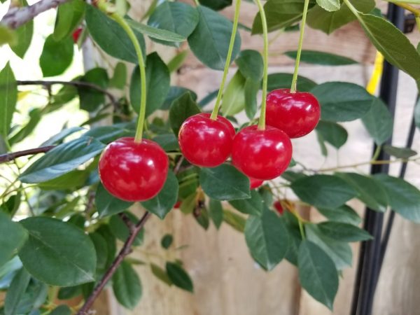 Cherry Julliet (1)
