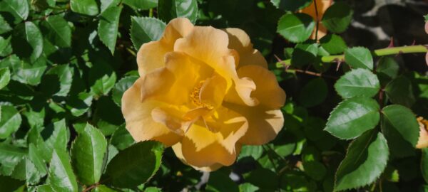 Chinook Sunrise Rose (2)