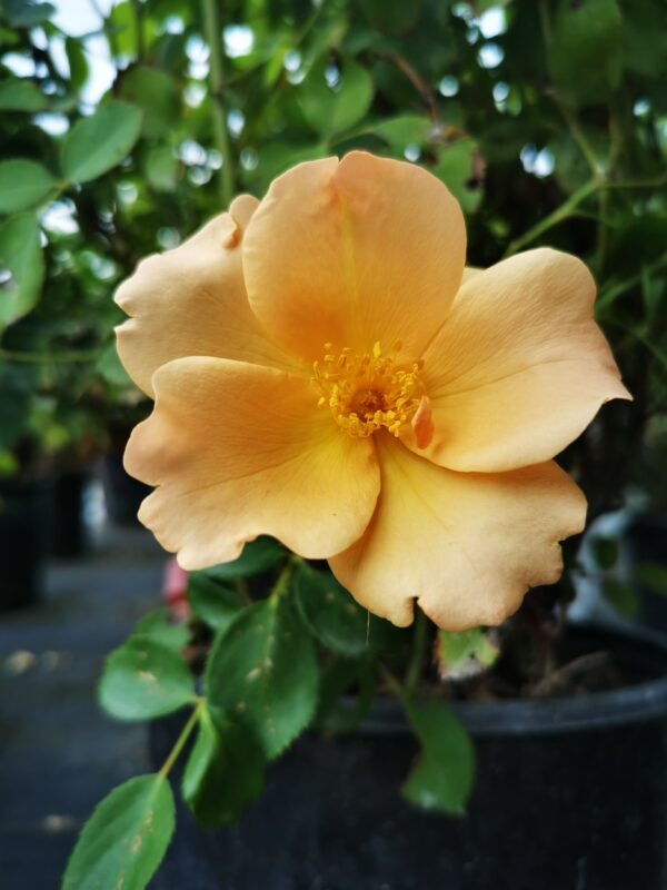Chinook Sunrise Rose (4)