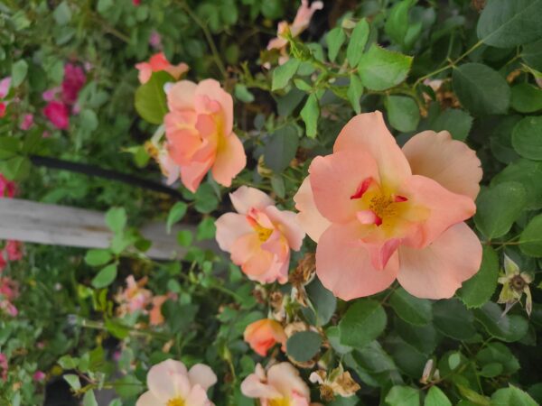 Chinook Sunrise Rose (6)