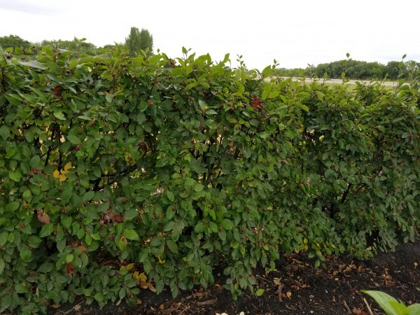 Cotoneaster Hedge