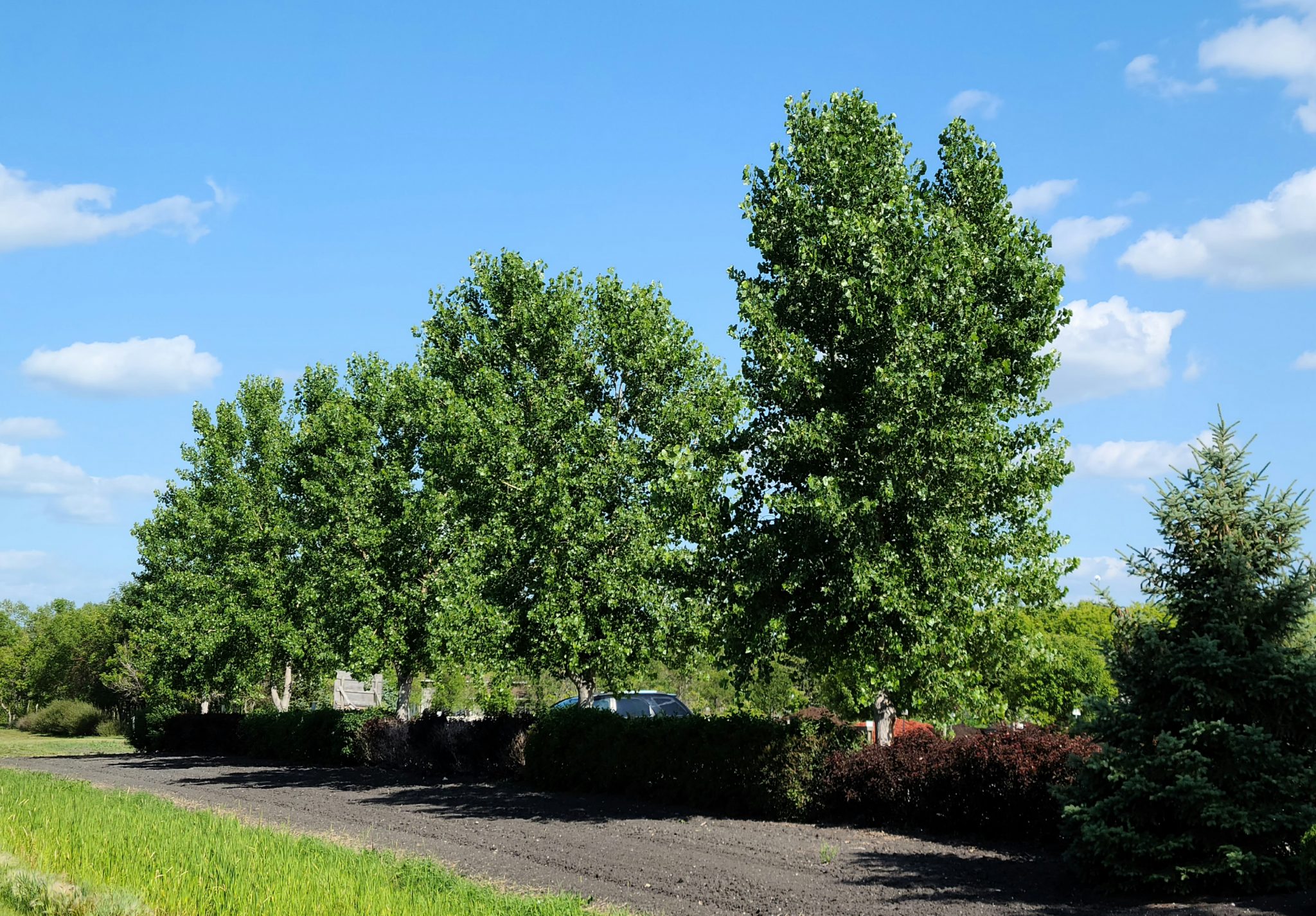 Cottonwood, Siouxland - Falk Nurseries