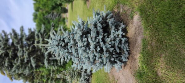 Crystal Blue Spruce Young (sheldons)