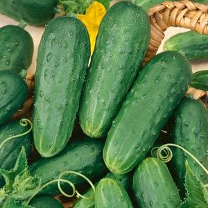 Cucumber Homemade Pickles