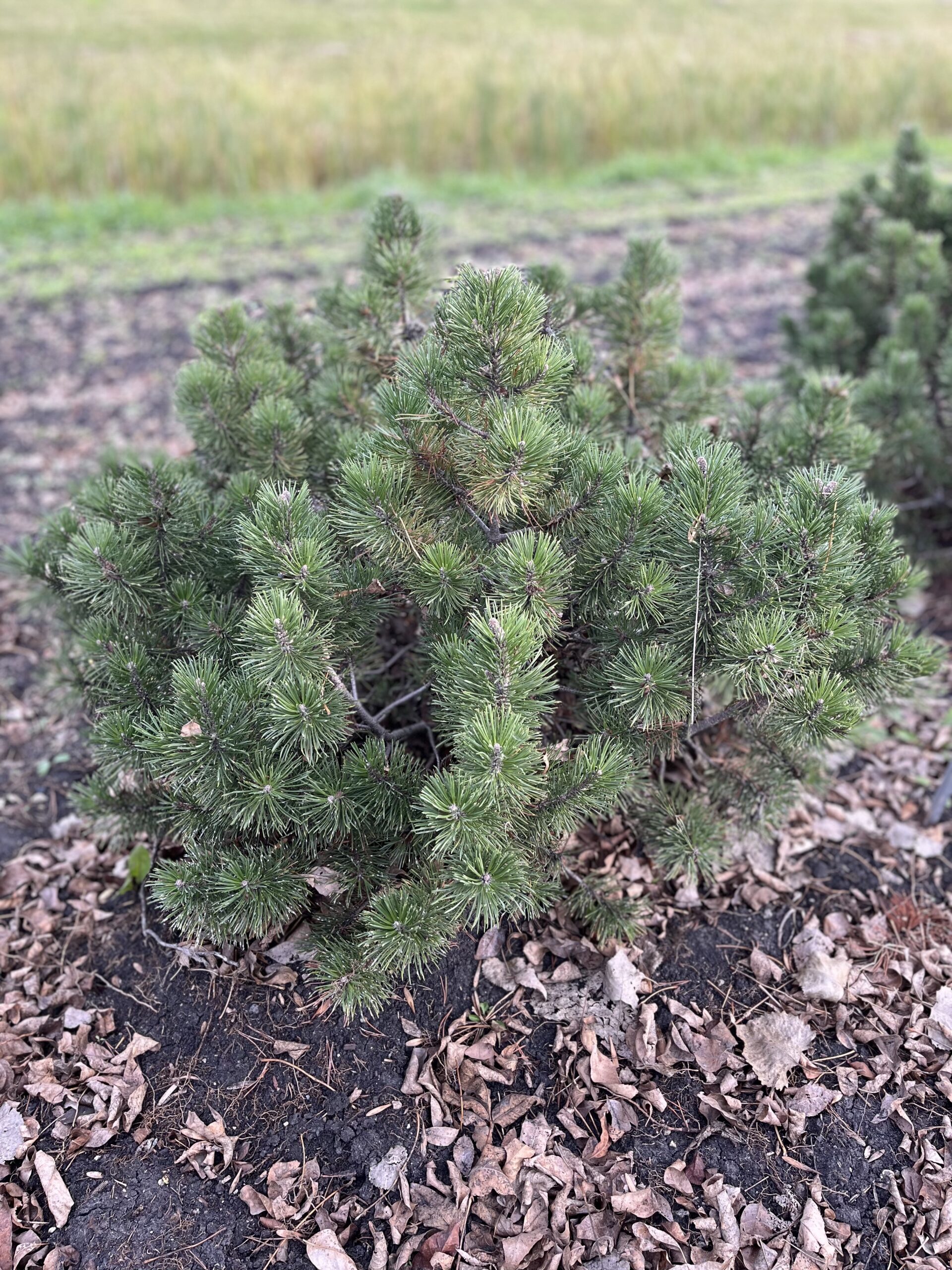 Dwarf Mugo Pine (established)