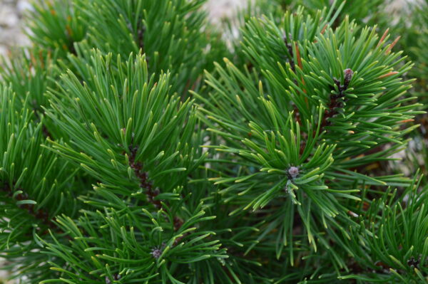 Dwarf Mugo Pine (foliage)