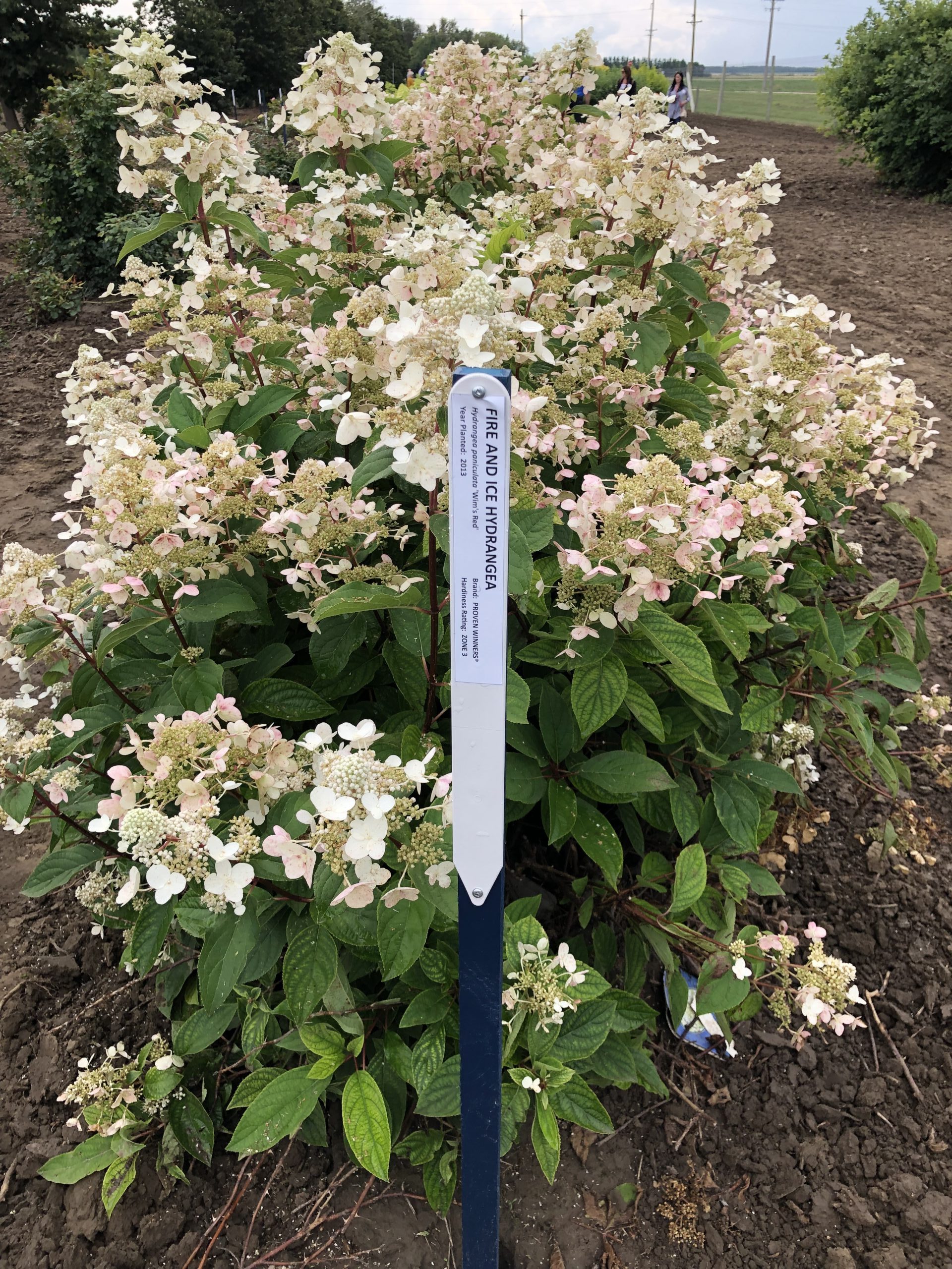 Fire And Ice Hydrangea (established) Jeffries
