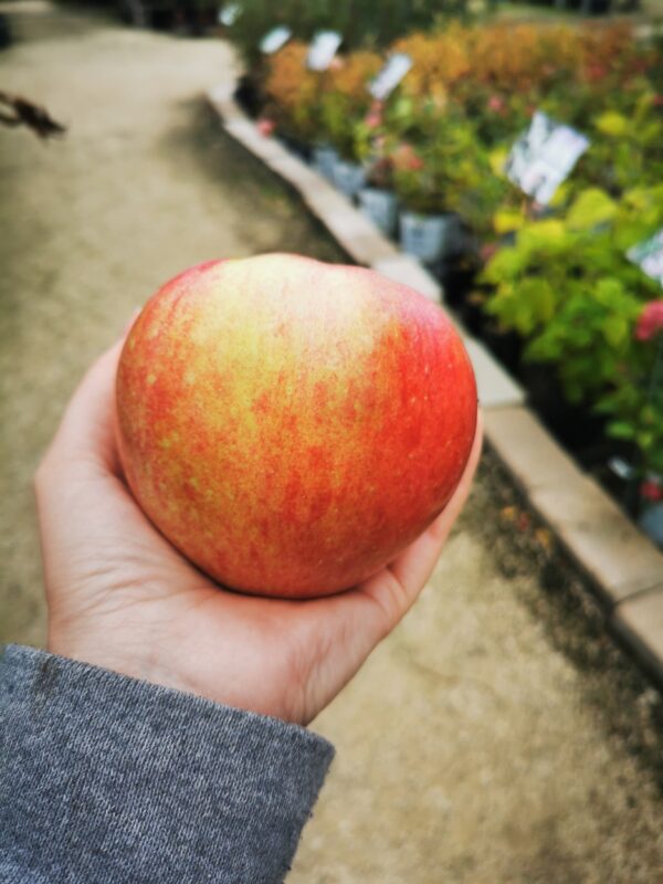 Gemini Apple (fruit)