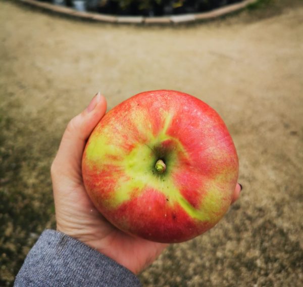 Gemini Apple Fruit (handheld) Falk Nurseries (1)