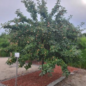 Gemini Apple Tree (planted) Falk Nurseries (1)