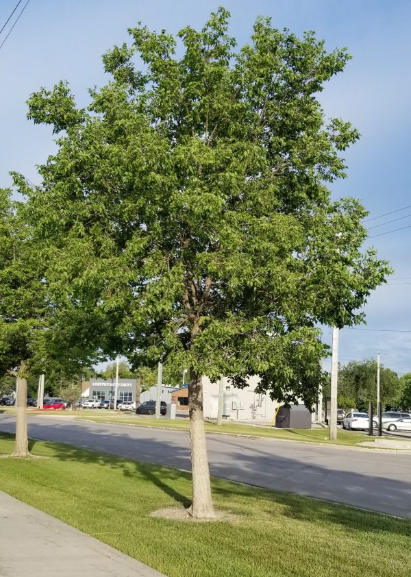 Hackberry Sugarberry