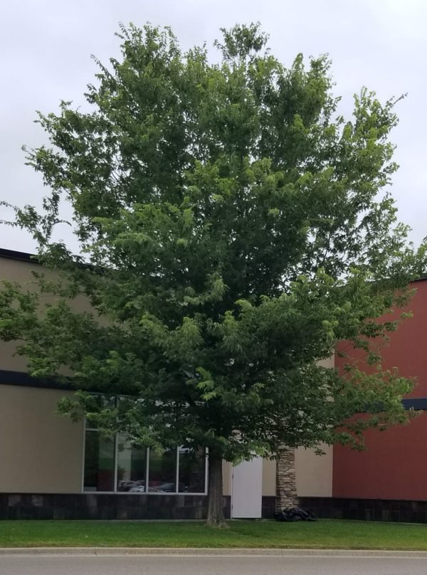 Hackberry Sugarberry (established) Grand Forks Nd