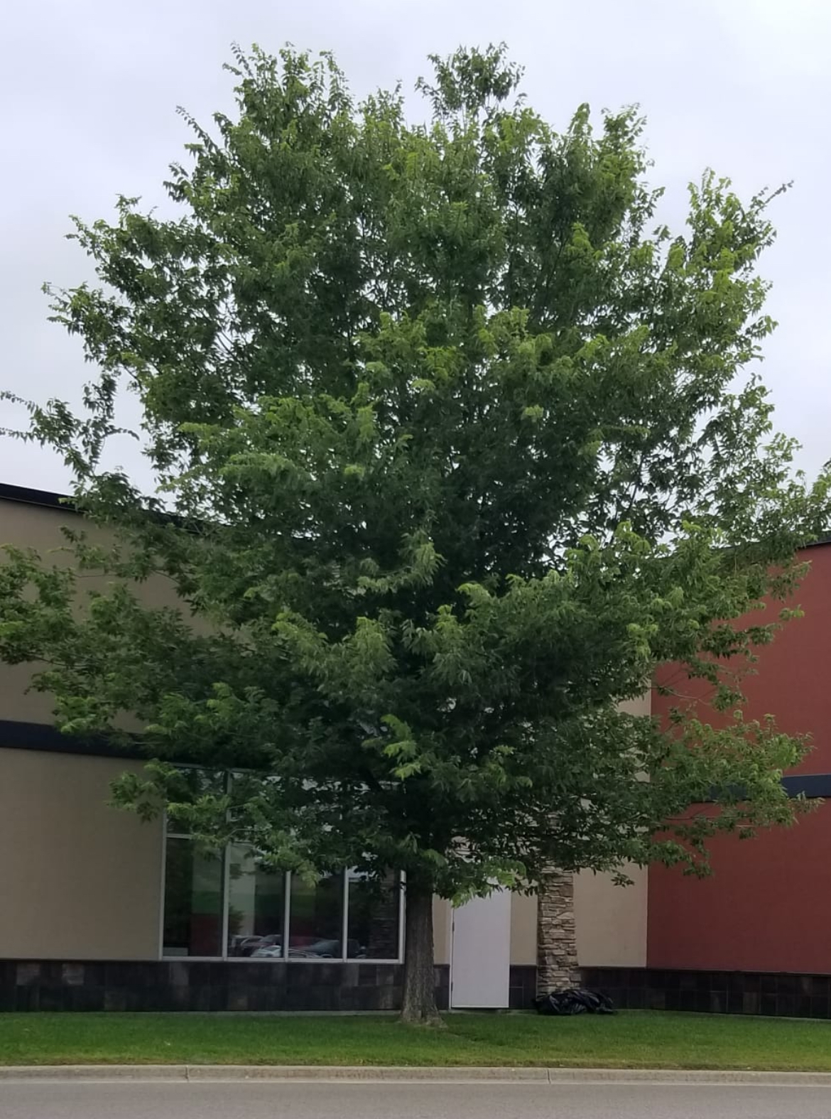 Hackberry Sugarberry (established) Grand Forks Nd