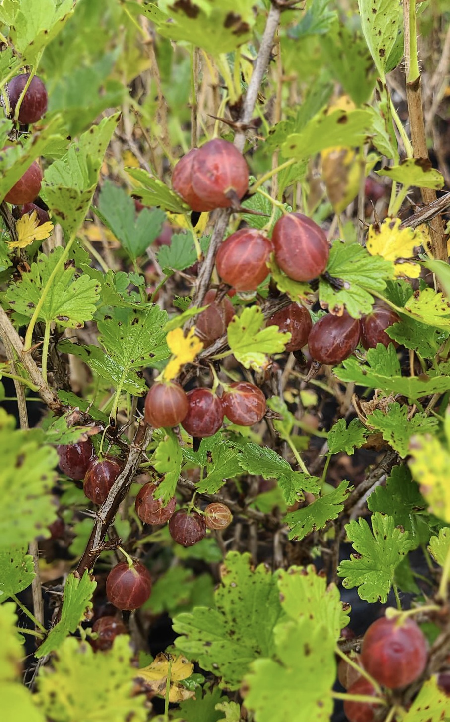 Hinnonmaki Gooseberry (fruit)