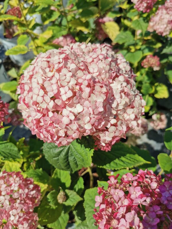 Incrediball Blush Hydrangea (bloom)