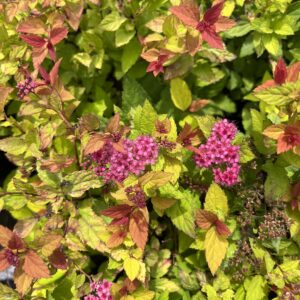 Magic Carpet Spirea