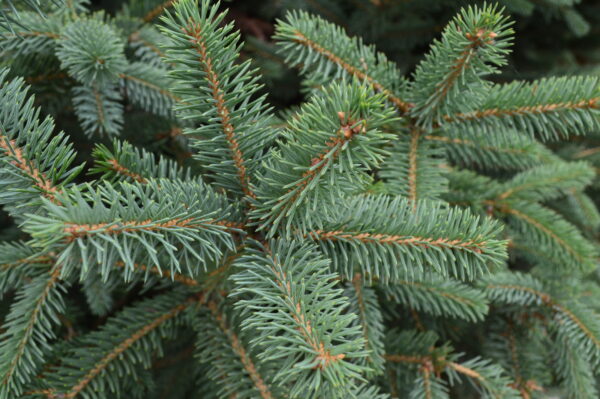Meyers Spruce (foliage)