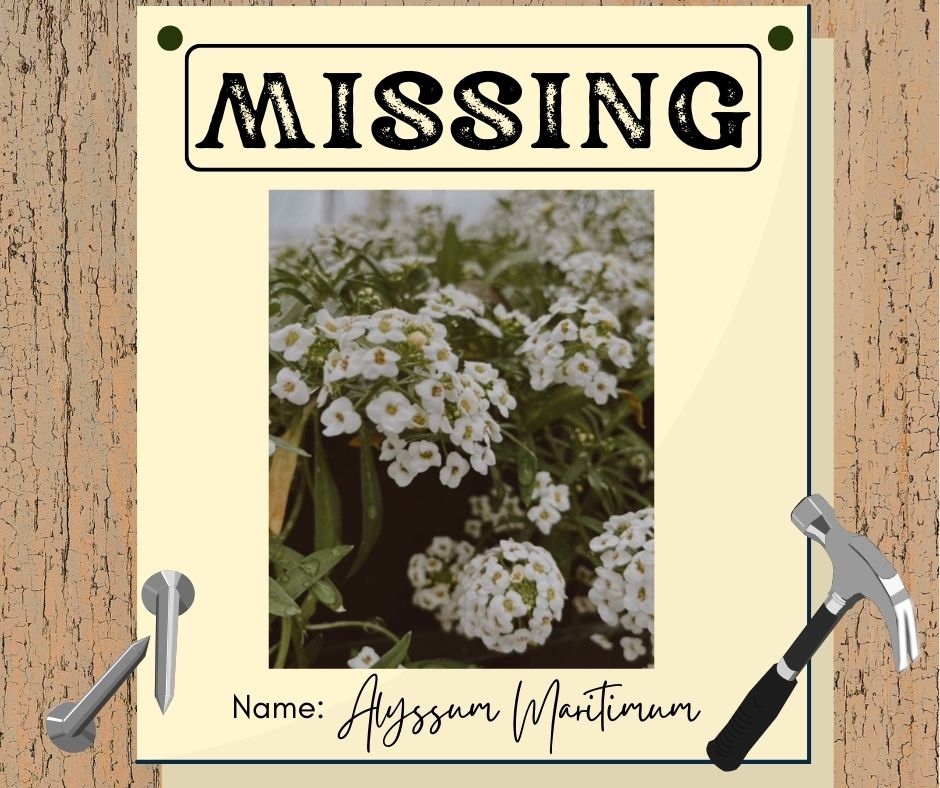 Missing Alyssum Maritimum Blog Photo