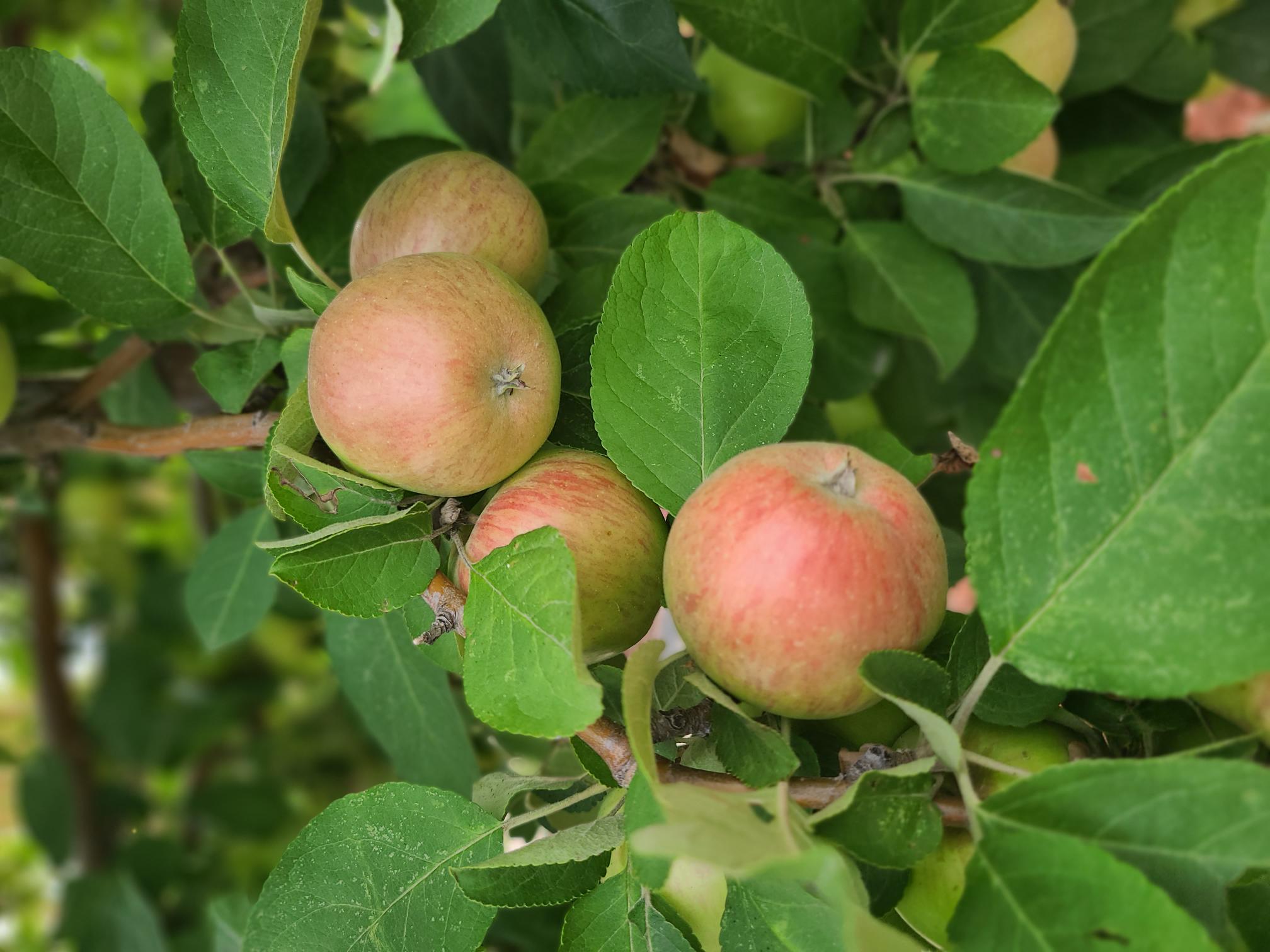Norkant Apple (fruit) (1)