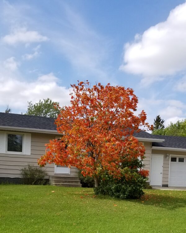 Ohio Buckeye Fall Colour