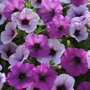 Petunia Ew Plum Pudding Mix