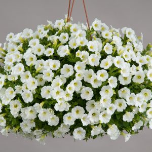 Petunia Littletunia White Grace Basket