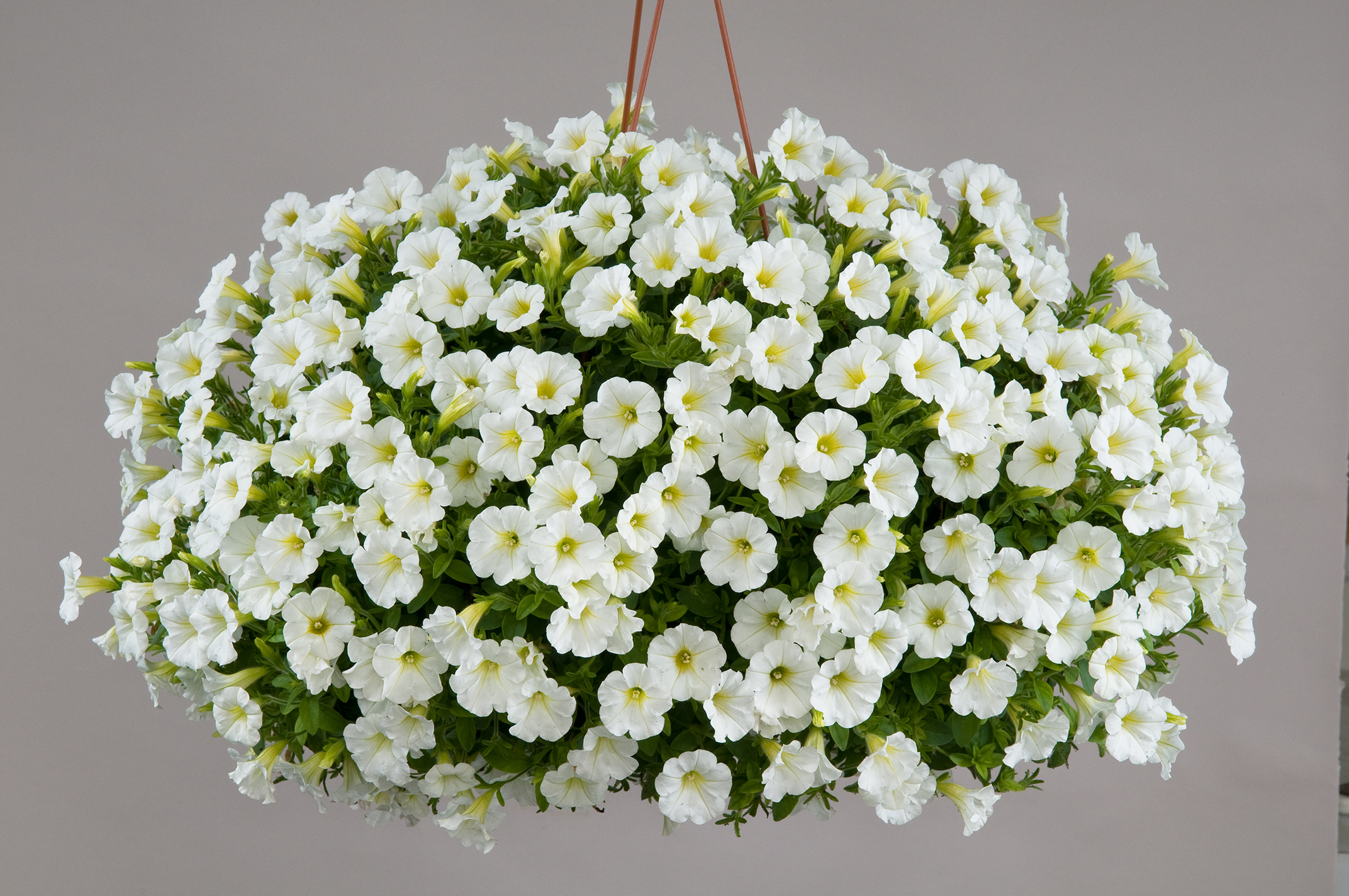 Petunia Littletunia White Grace Basket