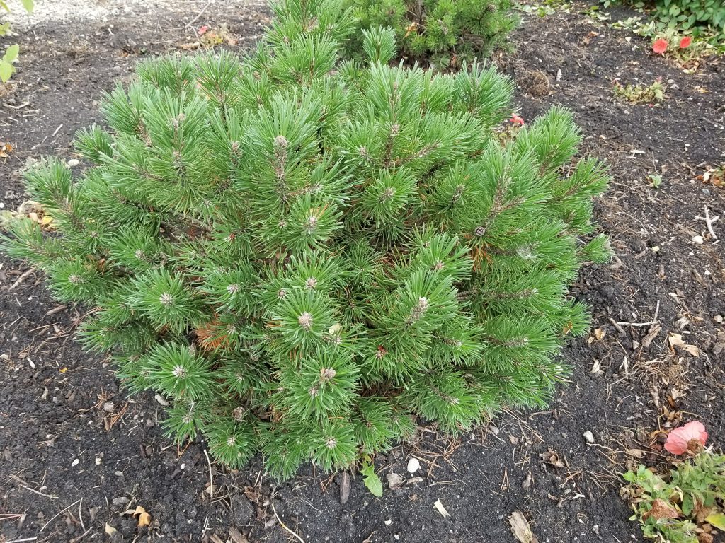 Pine, Mugo Dwarf - Falk Nurseries