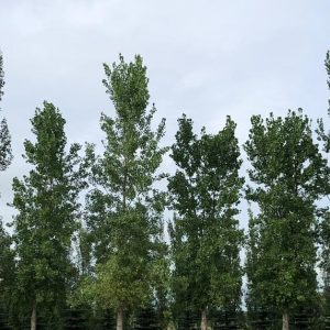 Prairie Sky Poplar Jeffries (planted)