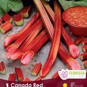 Rhubarb Canada Red