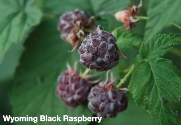 Raspberry Wyoming Black Jeffries Nurseries
