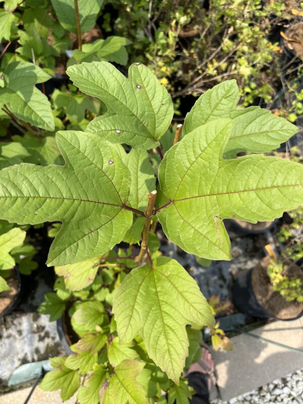Redwing Highbush Cranberry (leaf)