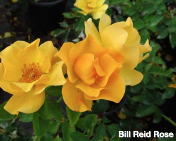 Rose Bill Reid Jeffries Nurseries
