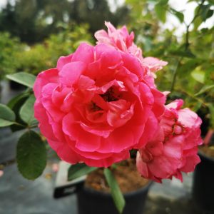 Rose Morden Centennial 2