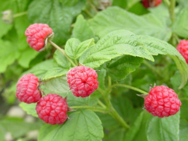 Rubus, Boyne Raspberry Aubin Nurseries