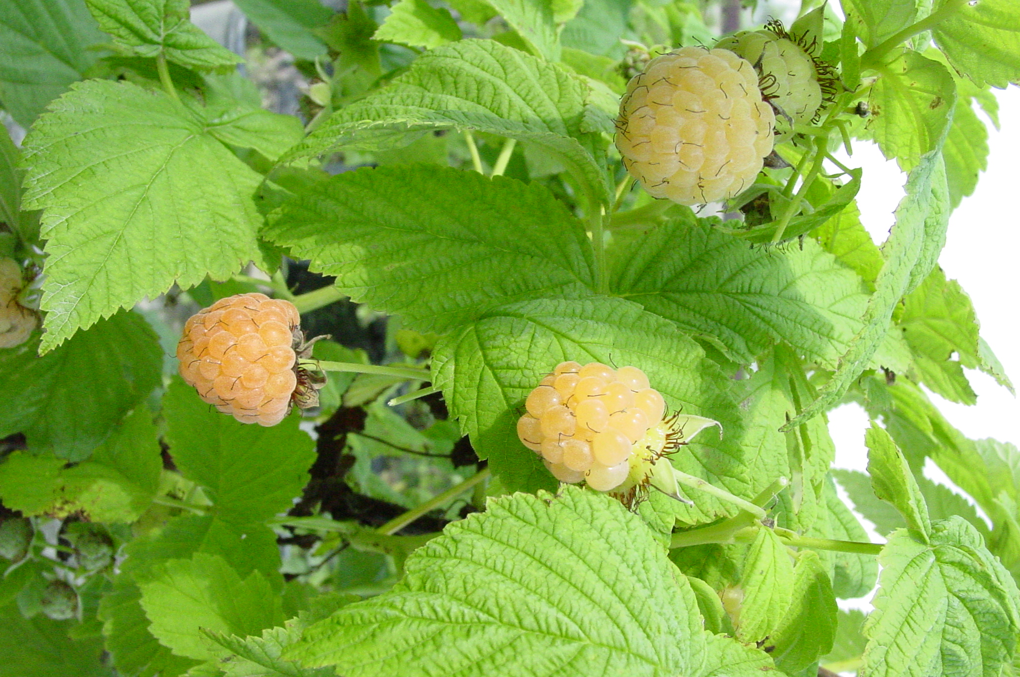 Rubus Fall Gold Raspberry Aubin Nurseries