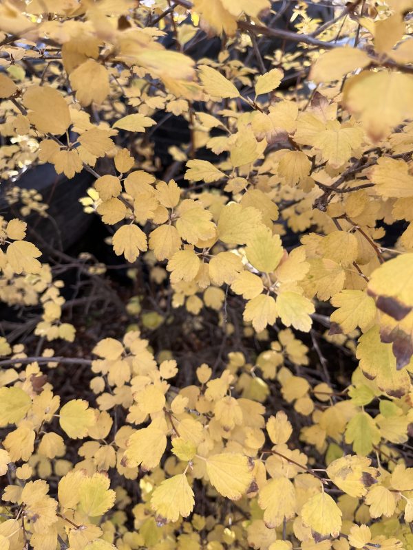 Siberian Currant