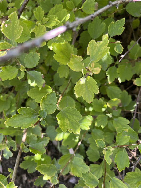 Siberian Currant (foliage)
