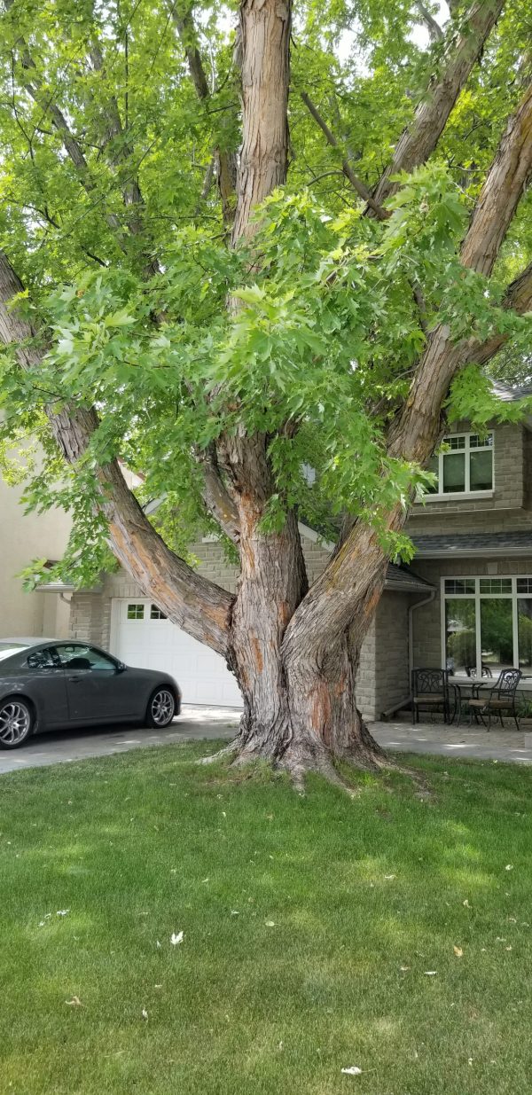 Silver Maple (st. Norbert)